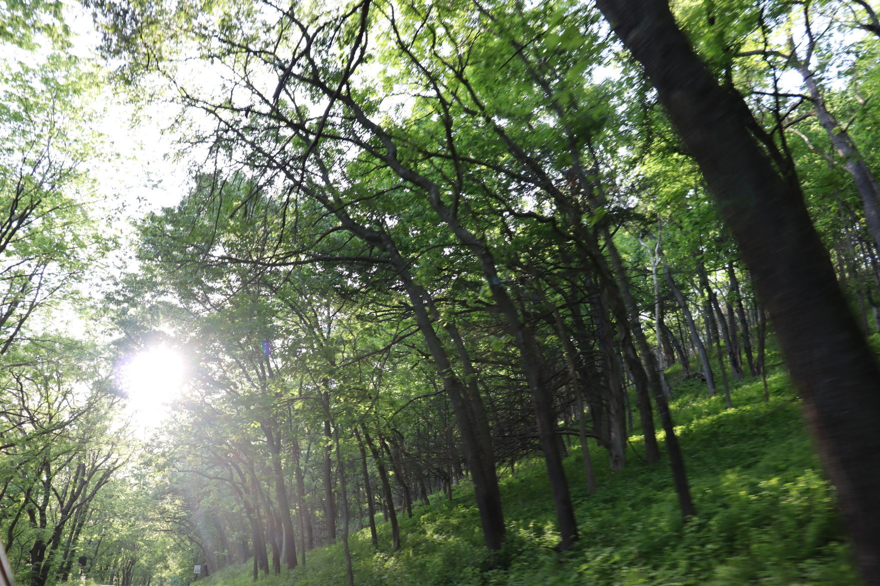 Trees